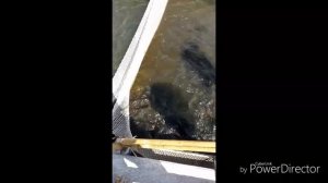 Кармановский рыбхоз. как я утопил лодку и снасти