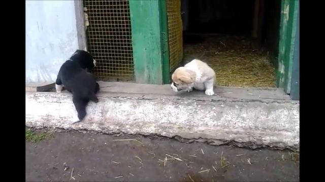 Дети Симы 1 смотреть онлайн
