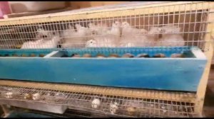 Выбор породы перепелов для себя