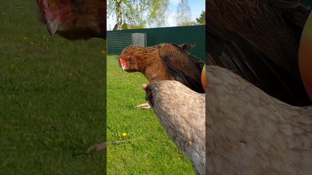 Куры породы Амераукана смотреть онлайн