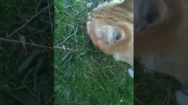 Я покорила ласкового уличного котика смотреть онлайн