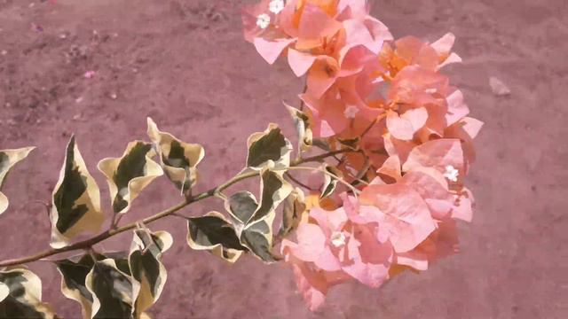 Bouganvillea Variegata Amarela смотреть онлайн