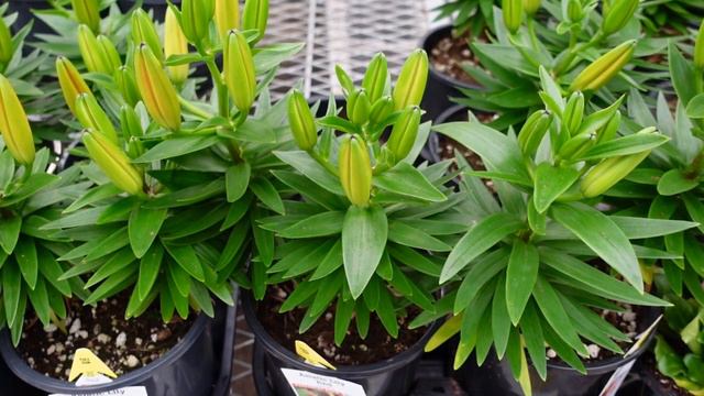 PLANT SHOPPING AT HOME DEPOT I INDOOR AND OUTDOOR PLANT TOUR смотреть онлайн