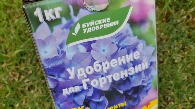 Хотите ОГРОМНЫЕ ШАПКИ? Сделайте ТАК С ГОРТЕНЗИЯМИ перед цветением смотреть онлайн