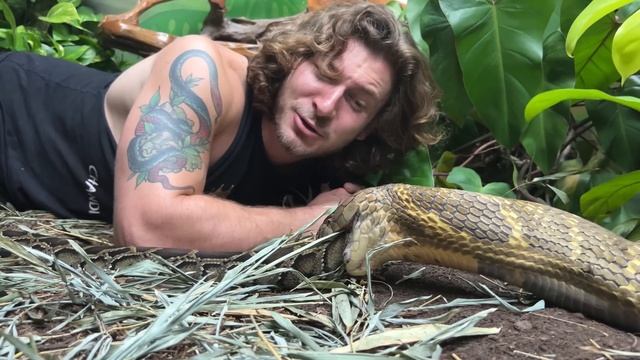 Massive King Cobra EATS Python! смотреть онлайн