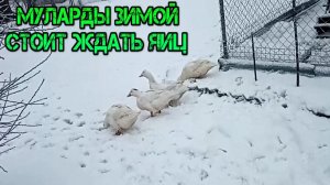 МУЛАРДЫ СТОИТ ЖДАТЬ ЯИЦ ИЛИ НЕТ