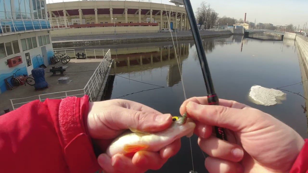 #409 #streetfishing | Окунь |