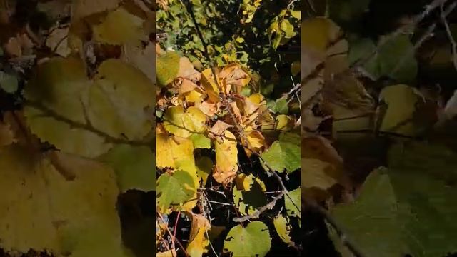 Собираю дикий виноград. Дома в саду смотреть онлайн