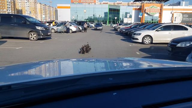 Утка ведёт утят в магазин смотреть онлайн