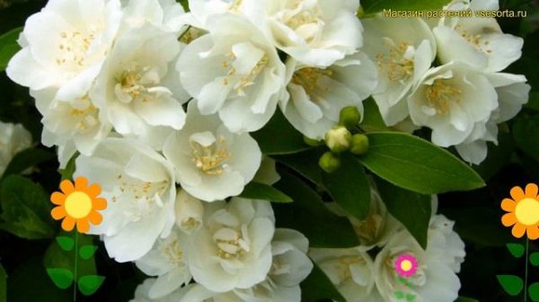 Чубушник обыкновенный Помпон. Краткий обзор, описание характеристик philadelphus Pompon