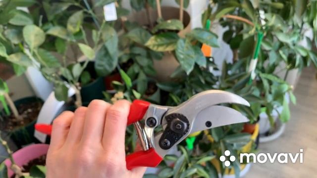 Купила секатор смотреть онлайн