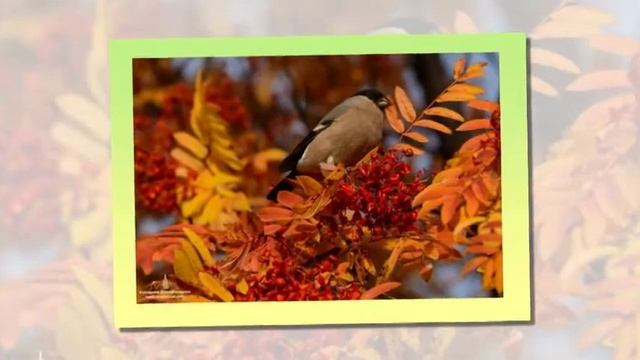 Поэтическое поздравление «Музыка счастья». Центральная районная библиотека города Абай. смотреть онлайн