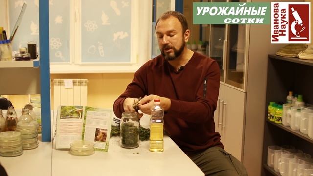 Лечение хвоей. Гайморит, простуды, грибок и прыщи - этому средству все под силу! Ёлку - в дело! смотреть онлайн