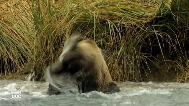 The story of the Kodiak Bear, one of the largest land carnivores on Earth смотреть онлайн