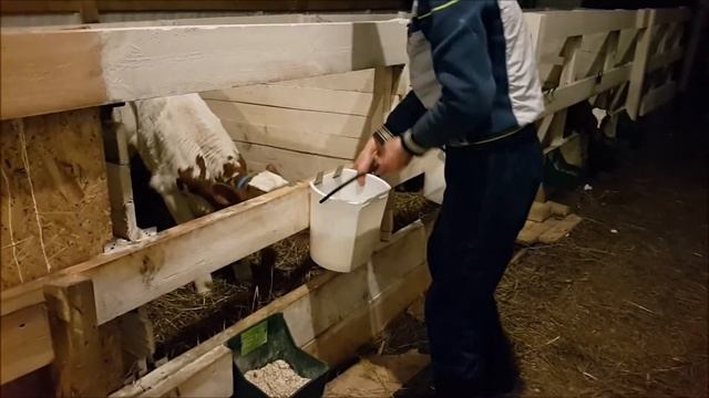 Выпойка наших айрширских телят молоком смотреть онлайн