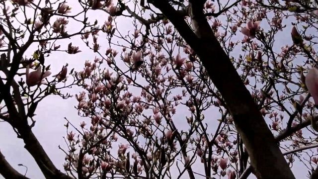 КРАСНОДАР.ПИТОМНИК ДЕКОРАТИВНЫХ РАСТЕНИЙ смотреть онлайн