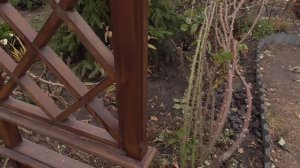 Шпалеры и перголы в моем саду. Ответы на вопросы.