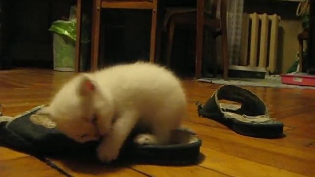 Котенок изучает комнату смотреть онлайн