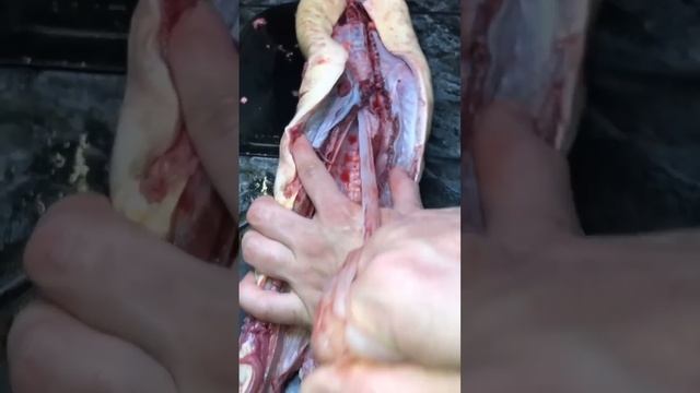 Первый раз пробую и готовлю осетра смотреть онлайн