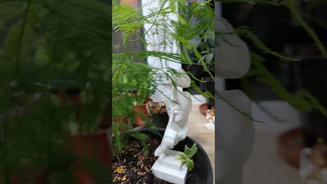 композиции с аспарагусом