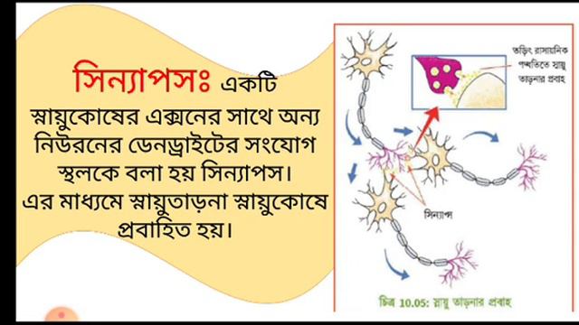 স্নায়ুতন্ত্র, নিউরন(স্নায়ুকোষ), মস্তিষ্ক (১ম ভাগ-গুরুমস্তিষ্ক)।৮ম শ্রেণি ৫ম অধ্যায়-সমন্বয় ও নিঃসরন। смотреть онлайн