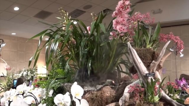 Orchid Show 2016/ Выставка Орхидей 2016 (США) смотреть онлайн
