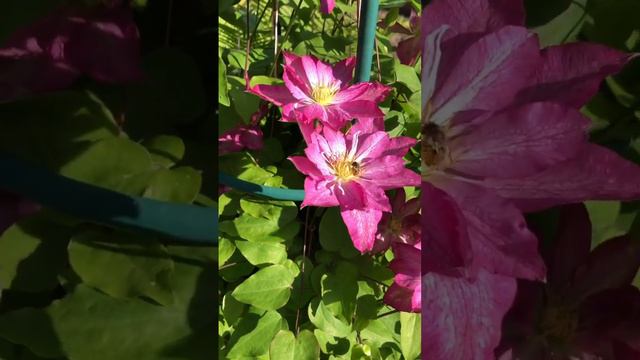 Клематис Асао💚 смотреть онлайн