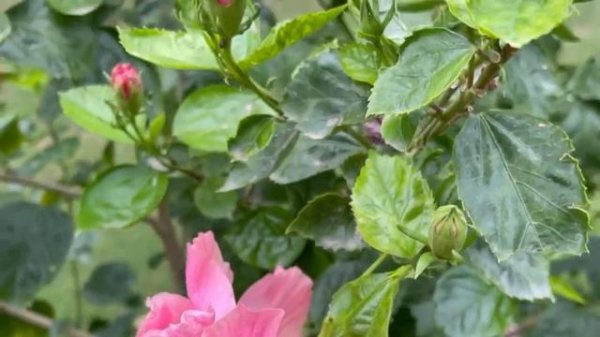 Double pink hibiscus Rosa-sinensis