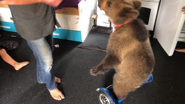 Медведь Том и гироскутер смотреть онлайн