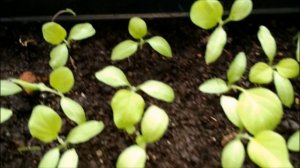 как подкормить рассаду баклажан