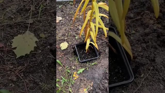 Лилия в горшке. Что делать осенью. смотреть онлайн