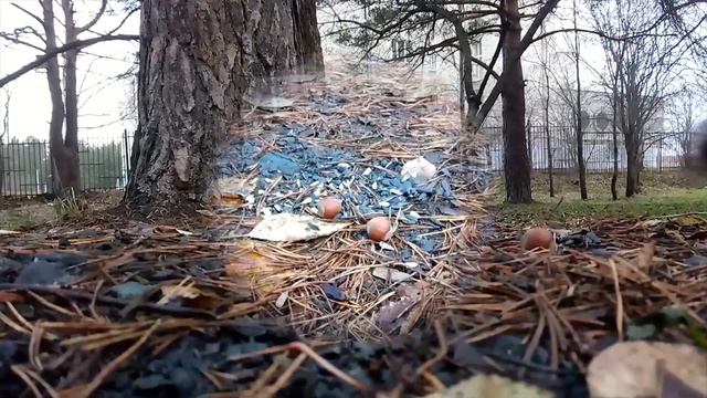 Немного белки. Если дома не сидится смотреть онлайн