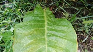 Бравый 200. Короткий обзор, спелый лист.