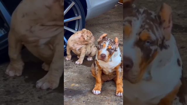 Самый редкий окрас собак #funny #beautiful смотреть онлайн