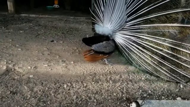 Павлины! Красивые птицы! Удивительный мир птиц. смотреть онлайн