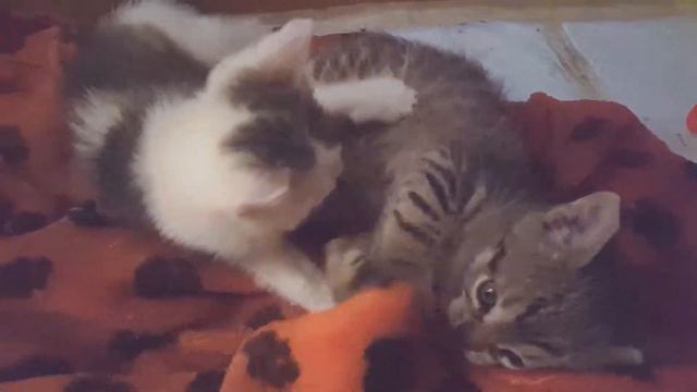 Отдаём котят в добрые руки! 15 июня будет 2 мес! Самостоятельно питаются, знают лоток! смотреть онлайн