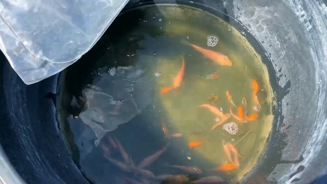 Карпы Кои для нашего пруда – как быстро вырастут эти малыши? смотреть онлайн