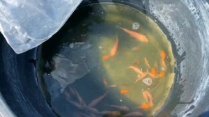 Карпы Кои для нашего пруда – как быстро вырастут эти малыши?