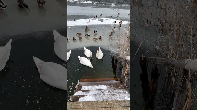 Толкотня на озере! Белые лебеди и дикие утки. #shorts смотреть онлайн