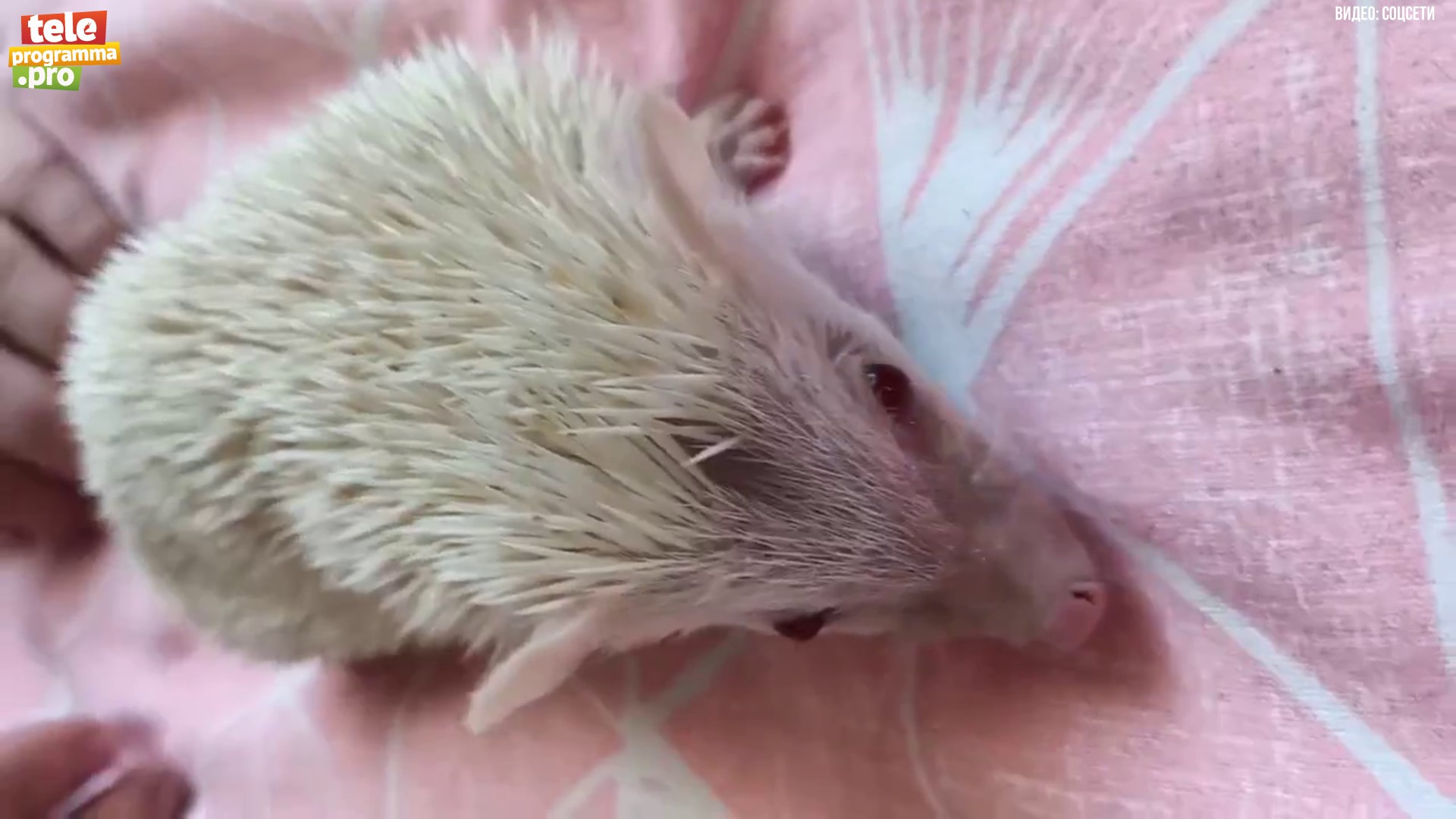 Маленькая колючая прелесть смотреть онлайн