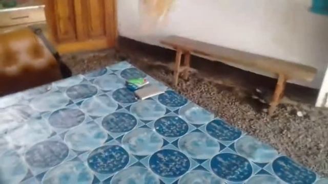 bottle flip challenge (short ver.) смотреть онлайн