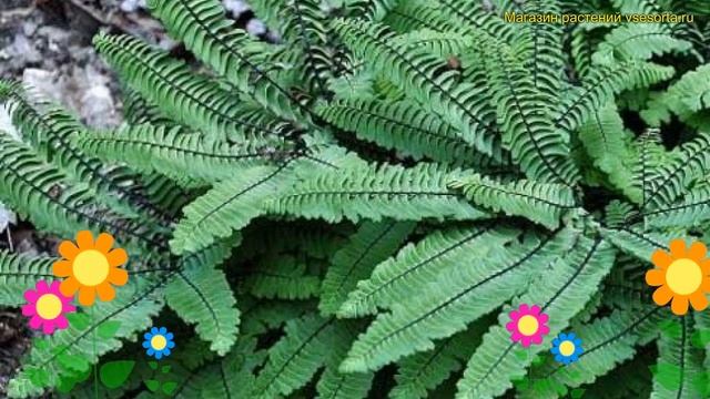 Адиантум стоповидный. Краткий обзор, описание характеристик, где купить рассада adiantum imbricatum смотреть онлайн