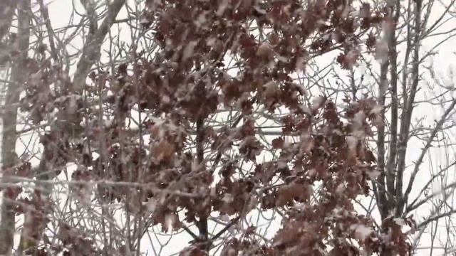 Озимые дубы с листьями зимой. смотреть онлайн