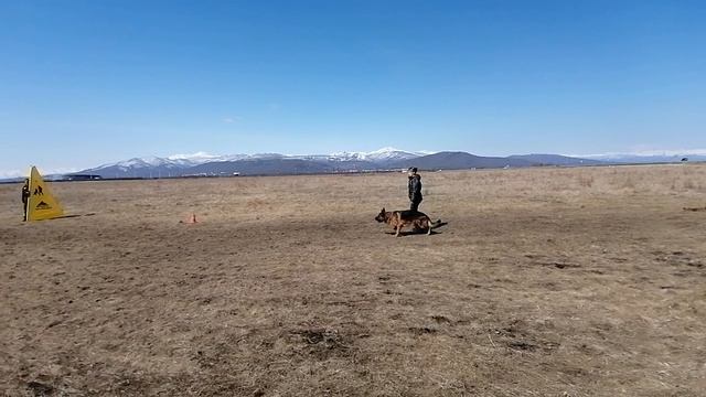 20.  выражено/пож OSTEN STERN BECKHAM (Asso Di Casa Nobili – Osten Stern Yulayya)