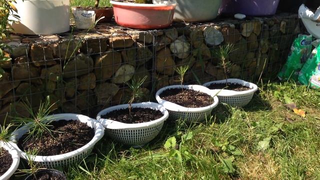 [ Бонсай из семян ] Перевалка. 2017. Черная сосна (Pinus Thunbergii)