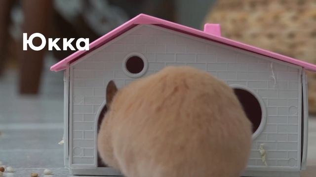 Обзор корма для хомяков Fiory Superpremium Hamsters смотреть онлайн