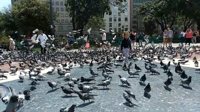 Атака голубей на площади Каталонии смотреть онлайн
