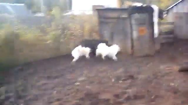 Натаска собак по кабану смотреть онлайн
