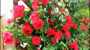 ВЫРАЩИВАЕМ РОЗЫ В СИБИРИ Сибирская Мини Дачка