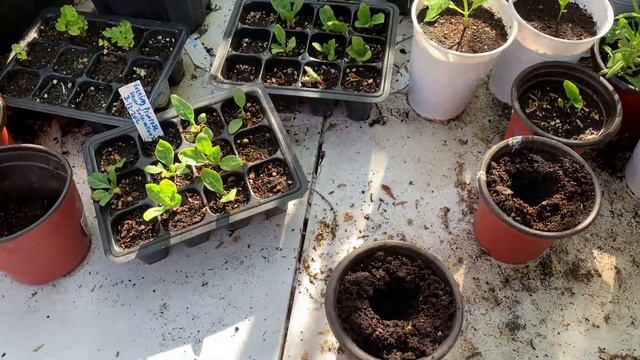 Evening Primrose {2020 Vid 36 }